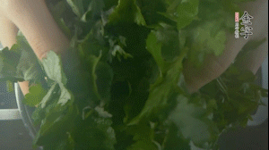 【面皮】1.鍋中水開時(shí)，放挑揀好的艾草和一撮小蘇打，第一遍煮開后倒掉，重新加水大火煮開后，小火煮1小時(shí)。煮爛的艾草用紗布瀝干。